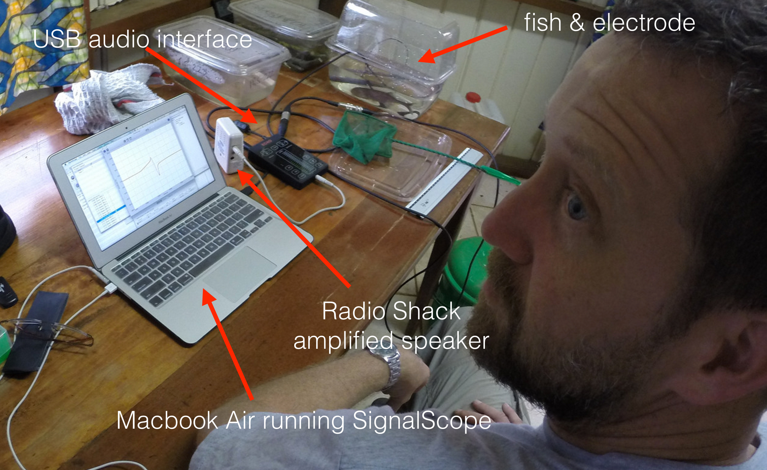 Recording setup I used in Gabon in 2014 is shown at right. Attached to the headphone jack of the Echo2 audio interface is one of those Radio Shack battery-powered speakers, allowing me to hear the discharges of the fish. Alternatively, you could wear headphones.