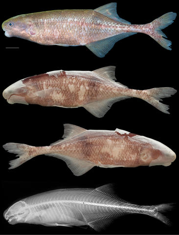 Cryptomyrus ogoouensis holotype