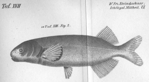 Heteromormyrus pauciradiatus holotype illustration.jpg