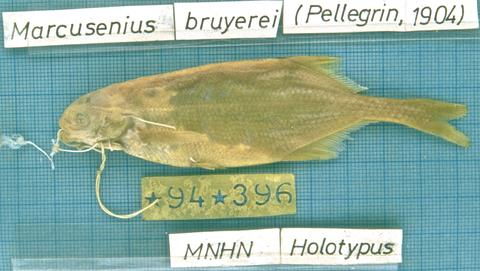 Gnathonemus bruyerei Pellegrin (=Marcusenius ussheri) holotype