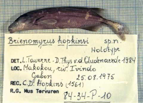 Paramormyrops hopkinsi (Taverne & Thys van den Audenaerde, 1985) holotype