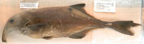 Gnathonemus elephas Boulenger (= Campylomormyrus elephas) syntype MRAC 128
