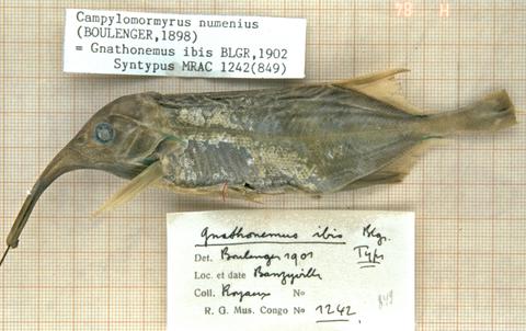 Gnathonemus ibis Boulenger (= Campylomormyrus numenius) syntype MRAC 1242 (849)