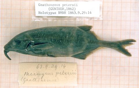 Mormyrus petersii Günther (= Gnathonemus petersii) holotype BMNH 1863.9.29.141.