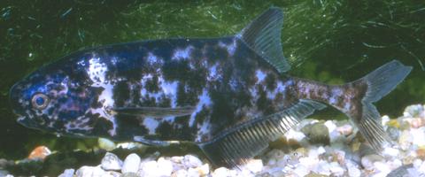 Pollimyrus schreyeni Poll 1972, aquarium specimen