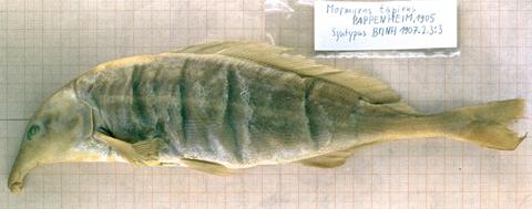Mormyrus tapirus Pappenheim syntype BMNH 1907.12.3.3
