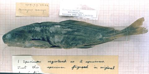 Myomyrus macrops Boulenger, 1914 syntype BMNH 1909.7.9.23-24