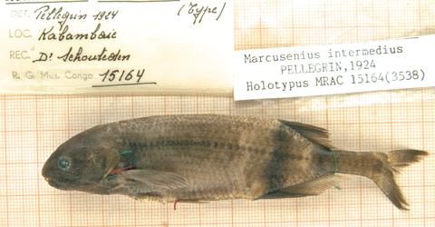 Marcusenius intermedius Pellegrin holotype (unique) MRAC 15164, Kasaï River at Kabambaie, 5°45' S, 20°49' E, D.R. Congo