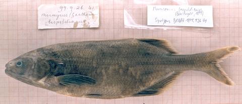 Gnathonemus leopoldianus Boulenger (= Marcusenius leopoldianus) syntypes BMNH 1899.9.26.41 (1 of 3). Lake Mai Ndombe