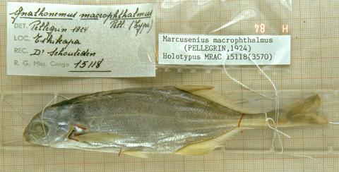 Gnathonemus macrophthalmus Pellegrin (=Marcusenius macrophthalmus) holotype MRAC 15118, Kasaï River at Tshikapa, D.R. Congo