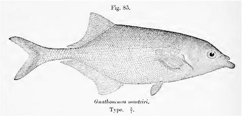 Illustration of the type specimen of Gnathonemus monteiri Günther (Marcusenius monteiri) from p.106 of Boulenger (1909).