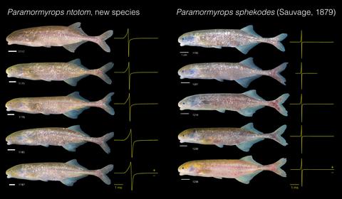 Paramormyrops ntotom paratypes and P. sphekodes specimens and EODs