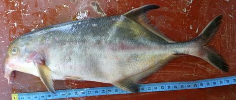 Campylomormyrus alces female, rapids above Kisangani, D.R. Congo
