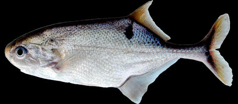 Petrocephalus pulsivertens, male, Congo basin, Odzala National Park, Republic of Congo