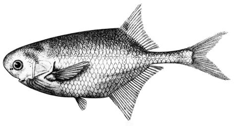 Illustration of Petrocephalus schoutedeni from Poll (1954)