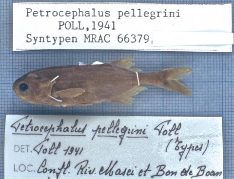 Petrocephalus pellegrini (Syntype)