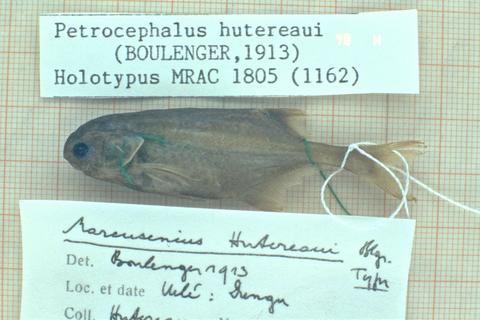 Petrocephalus hutereaui (Holotype)