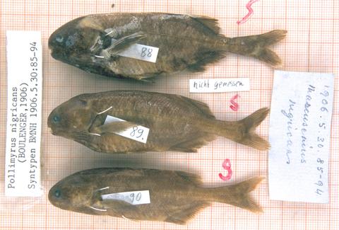 Pollmyrus nigricans types