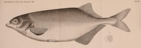 Marcusenius senegalensis (=Mormyrus senegalensis Steindachner) holotype illustration