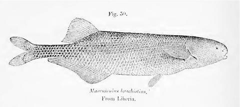 Illustration of Marcusenius brachistius (=Brienomyrus brachyistius) from Boulenger 1909, p.68