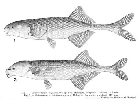 Paramormyrops longicaudatus and P. curvifrons