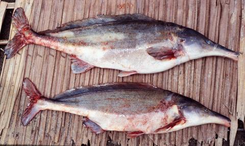 Mormyrus proboscirostris in fisherman's camp, Mambili River, Odzala Park, Republic of Congo