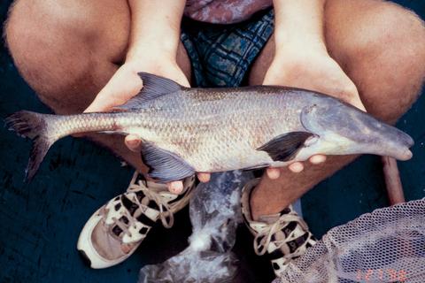 Boulengeromyrus knoepffleri, Ivindo River, Gabon