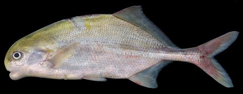 Cyphomyrus psittacus, 198 mm SL, tag no. JPS-250, field no. UNIKIS-10-36, 17-Jun-2010, Congo River at Batikamoundje, Province Or