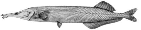 Mormyrops zanclirostris, syntype, 235 mm SL, Gabon (after Günther, 1867)