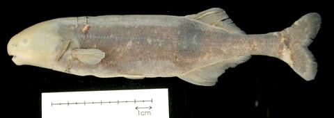 Hippopotamyrus longilateralis Kramer & Swartz holotype SAIAB 78793. Epupa Falls, Namibia/Angola border