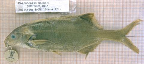 Mormyrus ussheri Günther (= Marcusenius ussheri) holotype BMNH 1867.4.12.8, Bossumprah River, Ghana