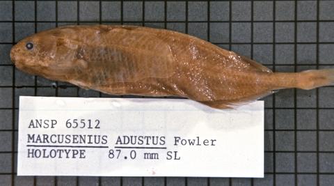 Brienomyrus adustus type specimen