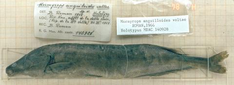 Mormyrops anguilloides voltae Roman, Holotype (unique): MRAC 140928, Kou River, tributary of the Black Volta, West Africa