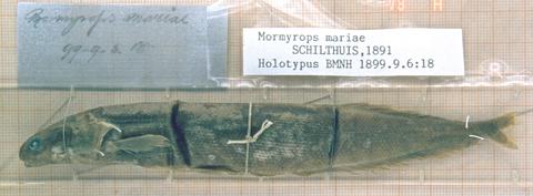 Mormyrus (Mormyrops) mariae Schilthuis, holotype (unique) BMNH 1899.9.6.18, Kinshasa, Stanley Pool.
