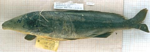 Mormyrus macrocephalus Worthington, Lakes Kwania and Kioga; Victoria Nile, Uganda, syntype ( 1 of 17) BMNH 1929.1.24.24-29