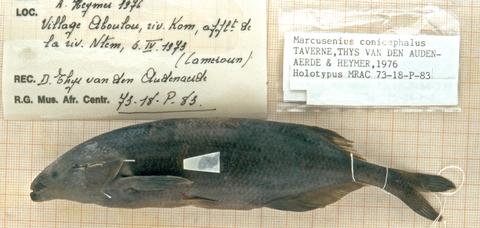 Marcusenius conicephalus Taverne, Thys van den Audenaerde & Heymer holotype MRAC 73-18-P-8, Kom River (Ntem basin) Cameroun