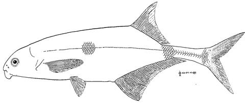 Marcusenius thomasi (from Bigorne 1990)