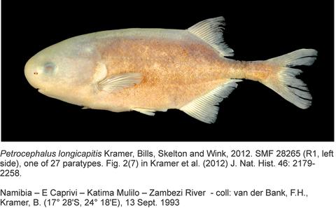 Petrocephalus longicapitis Kramer, Bills, Skelton & Wink, Upper Zambezi River at Katima Mulilo, Namibia