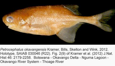 Petrocephalus okavangensis Kramer, Bills, Skelton & Wink, holotype SAIAB 030046, Thoage River, Okavango, Botswana