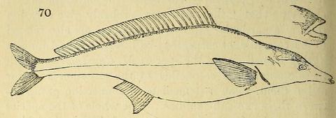 Illustration of Scrophicephalus longipinnis Swainson, 1838, synonym of Mormyrus caschive L.