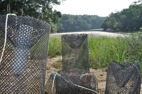 How to build mormyrid fish traps