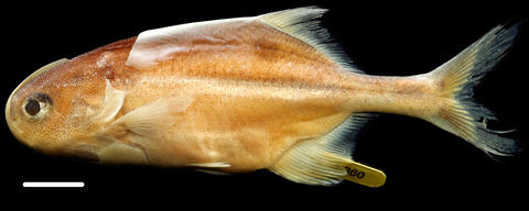 Photograph of the preserved holotype of Petrocephalus valentini (CU 88117) from Odzala National Park (scale bar = 1.0 cm)