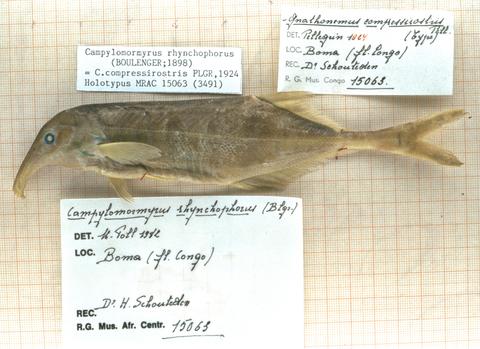 Campylomormyrus compressirostris (Pellegrin 1924) holotype