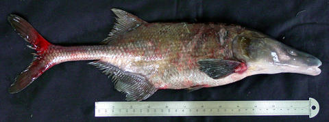 Boulengeromyrus knoepffleri, specimen male, Loa Loa, Ivindo River, Gabon