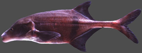 Boulengeromyrus knoepffleri, specimen no. 2107, Ivindo River, Gabon