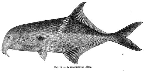 Campylomormyrus alces from Boulenger (1920), p. 14