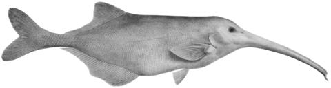Campylomormyrus numenius (Boulenger, 1898), holotype illustration