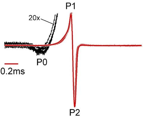 EOD waveform of Campylomormyrus phantasticus (3 superimposed)