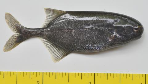 Pollimyrus isidori CU 94591, Baro River at Itang (White Nile), Gambella, Ethiopia. Scale in inches.