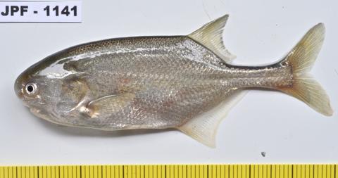 Petrocephalus bovei, Baro River (White Nile) near Gambella, Ethiopia